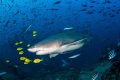   Lemon shark pilot fish pregnant surrounded colorful yellow cruises around during dive Fiji fish/  